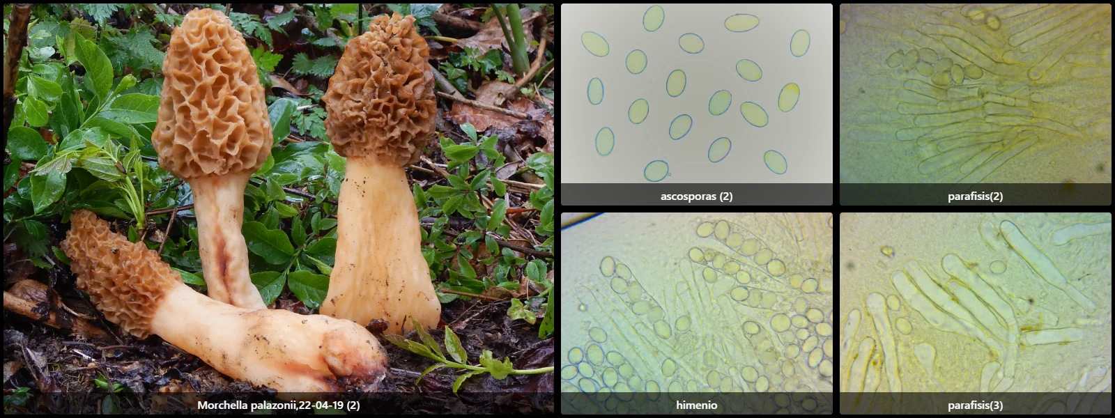 Microscopía de Morchella palazonii