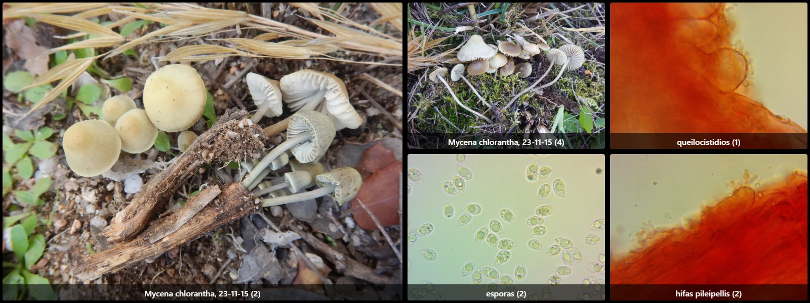 Microscopía de Mycena chlorantha