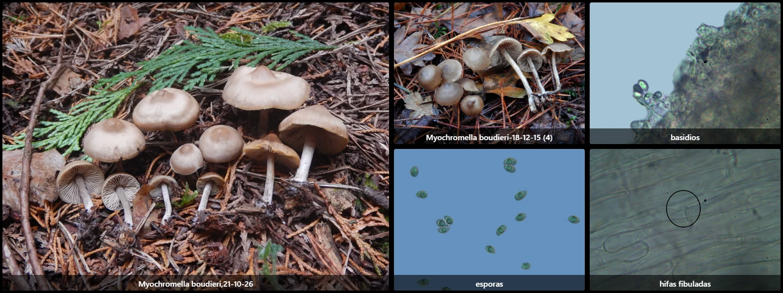 Microscopía de Myochromella boudieri