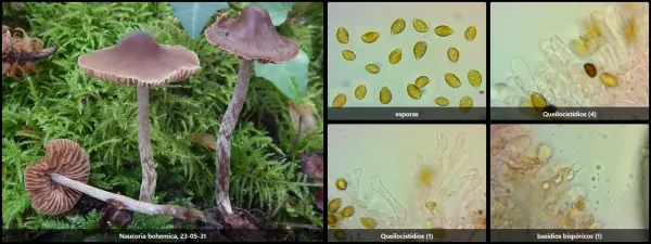 Microscopía de Naucoria bohemica