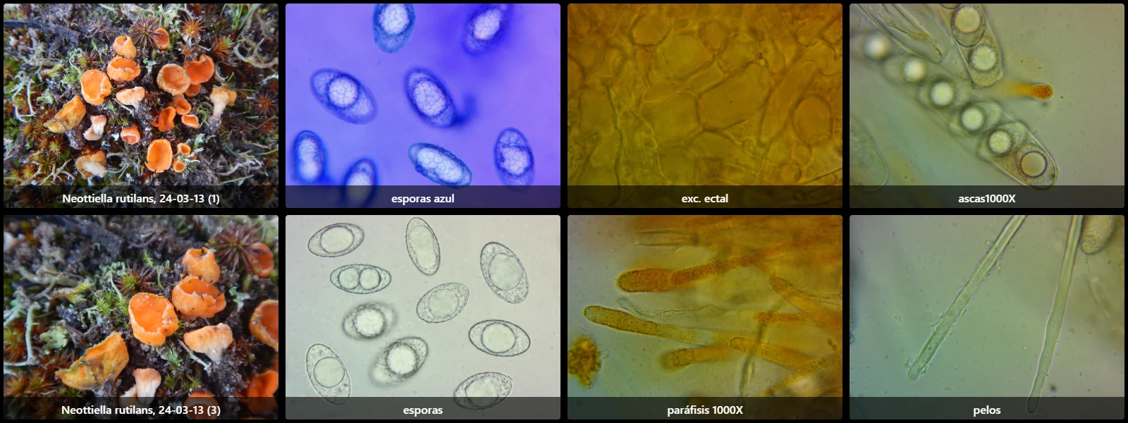 Neottiella rutilans