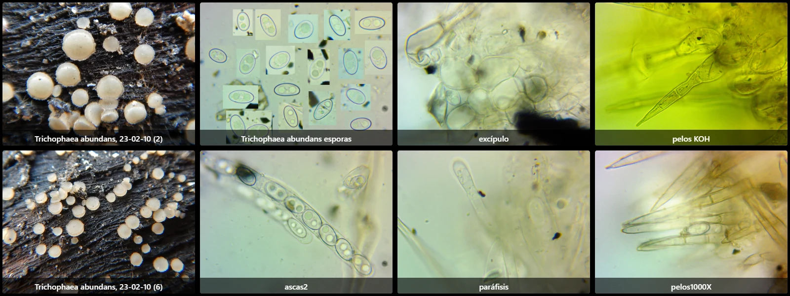 Trichophaea abundans