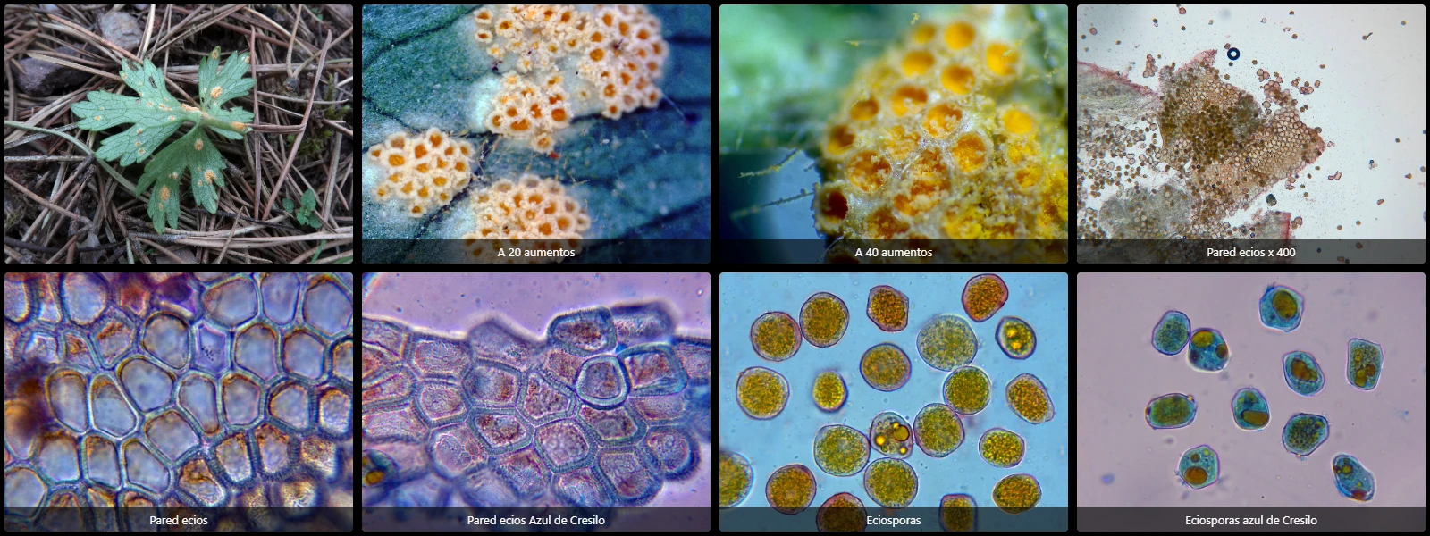 Aecidium ranunculi