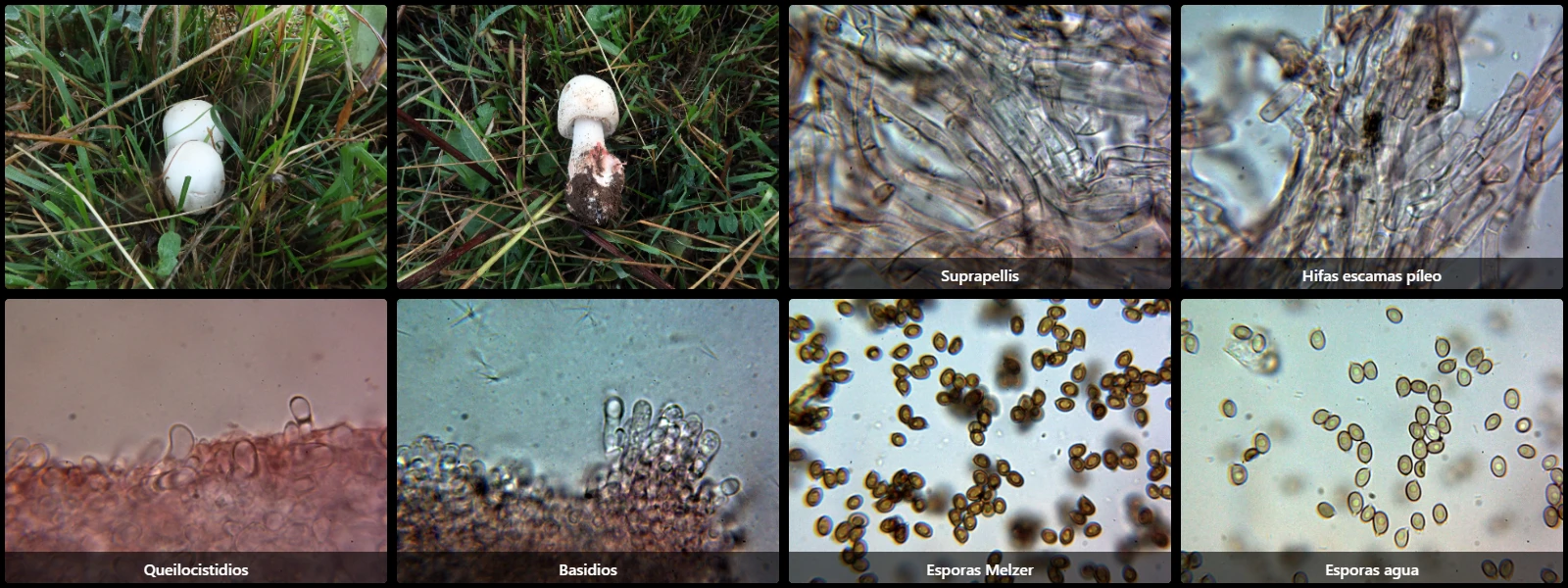 Agaricus benesii