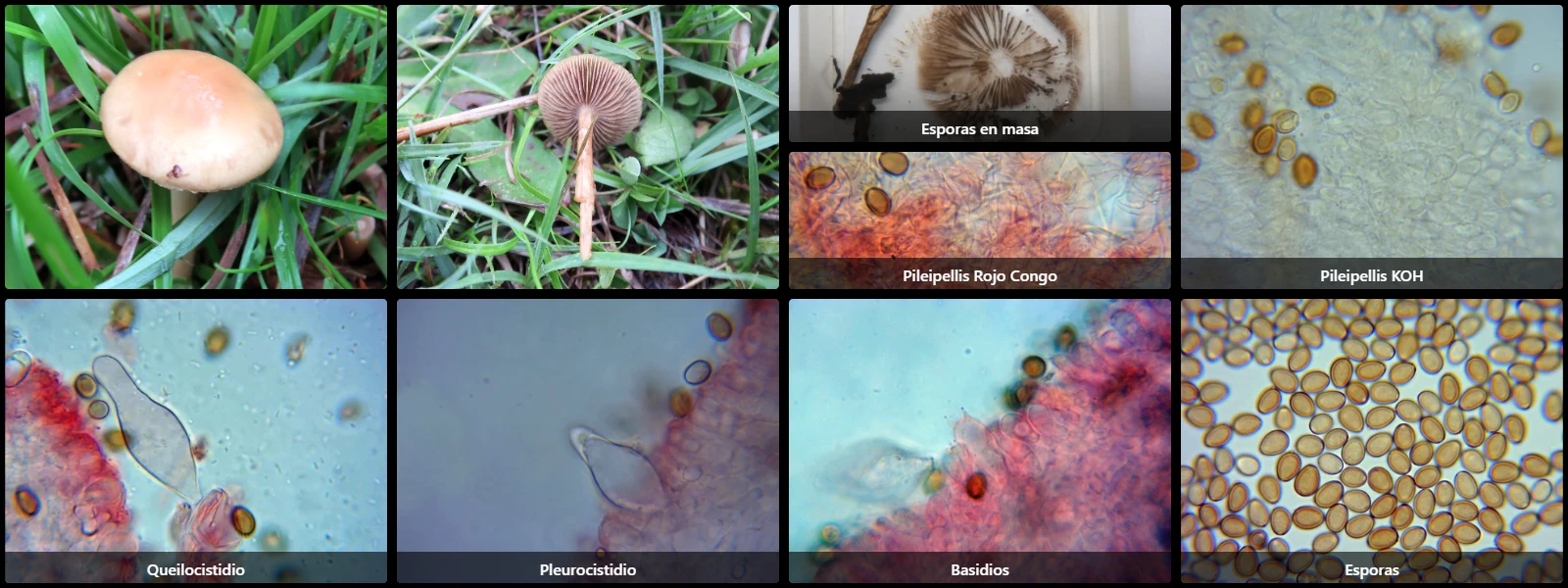 Agrocybe elatella