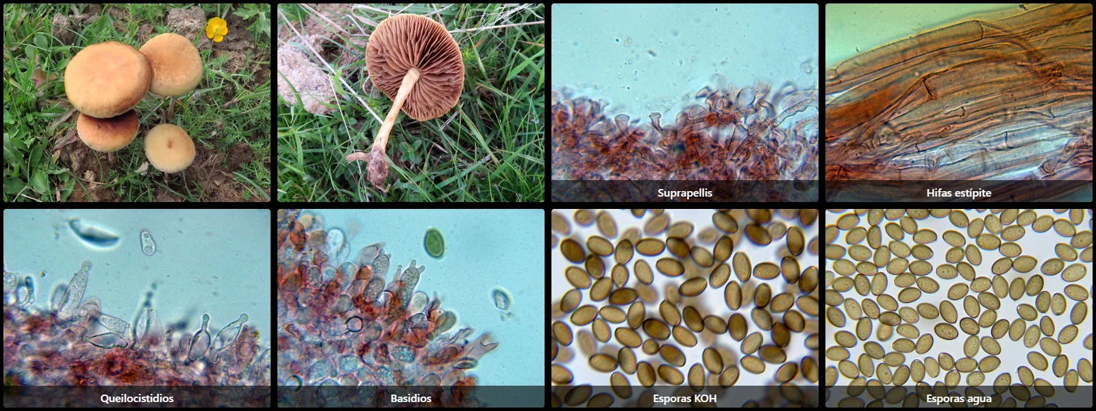 Agrocybe pediades