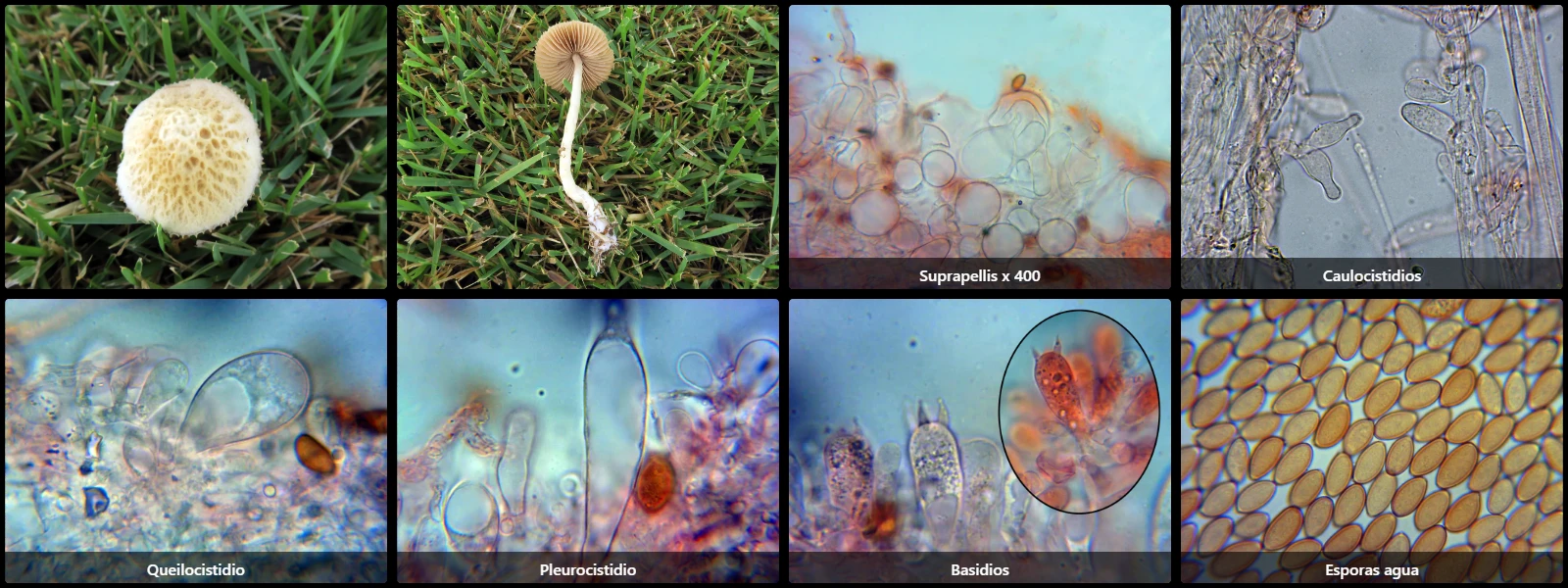 Agrocybe retigera