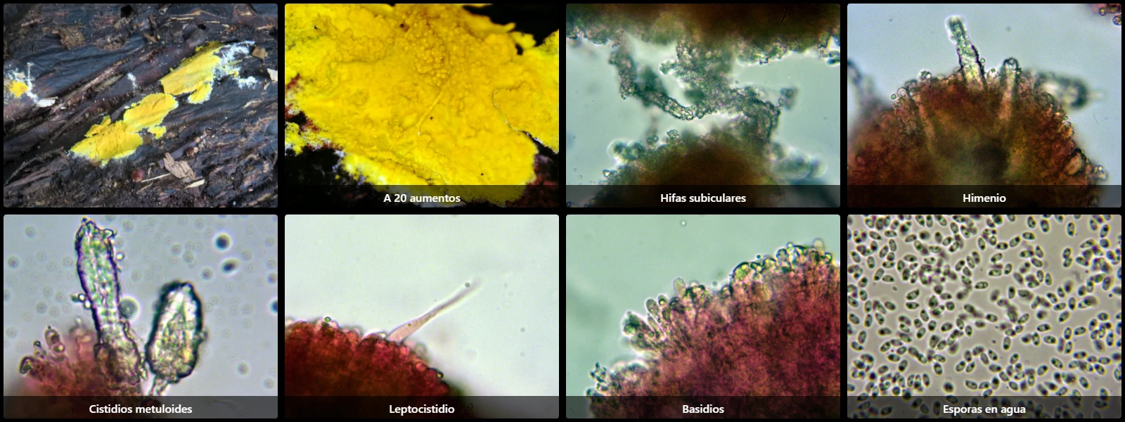 Microscopía de Allophlebia ludoviciana