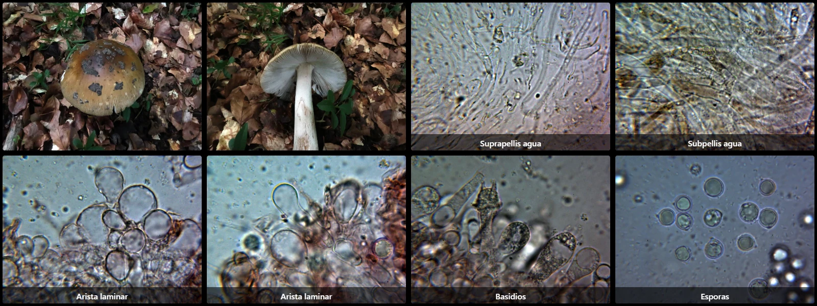Amanita ceciliae