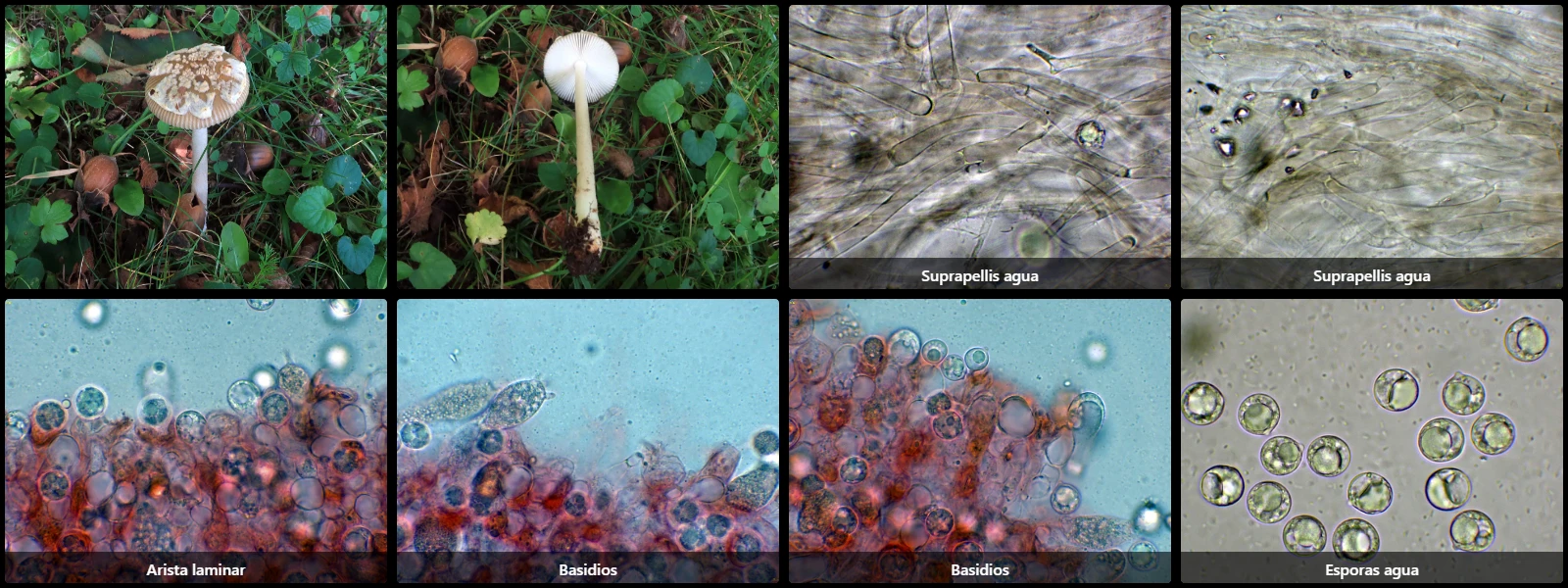Amanita coryli