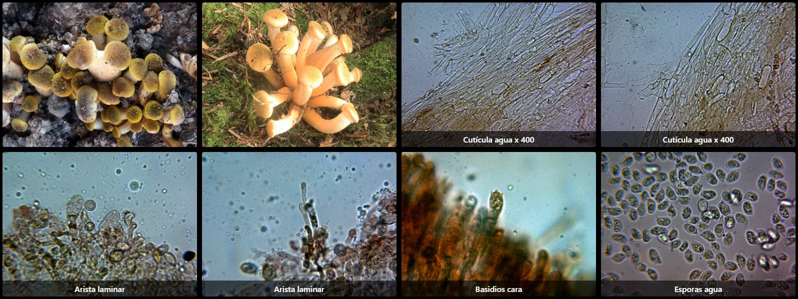 Armillaria mellea