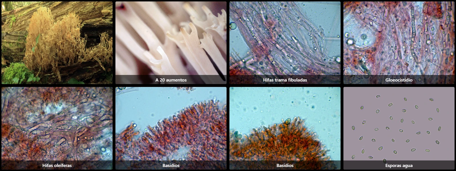 Artomyces pyxidatus