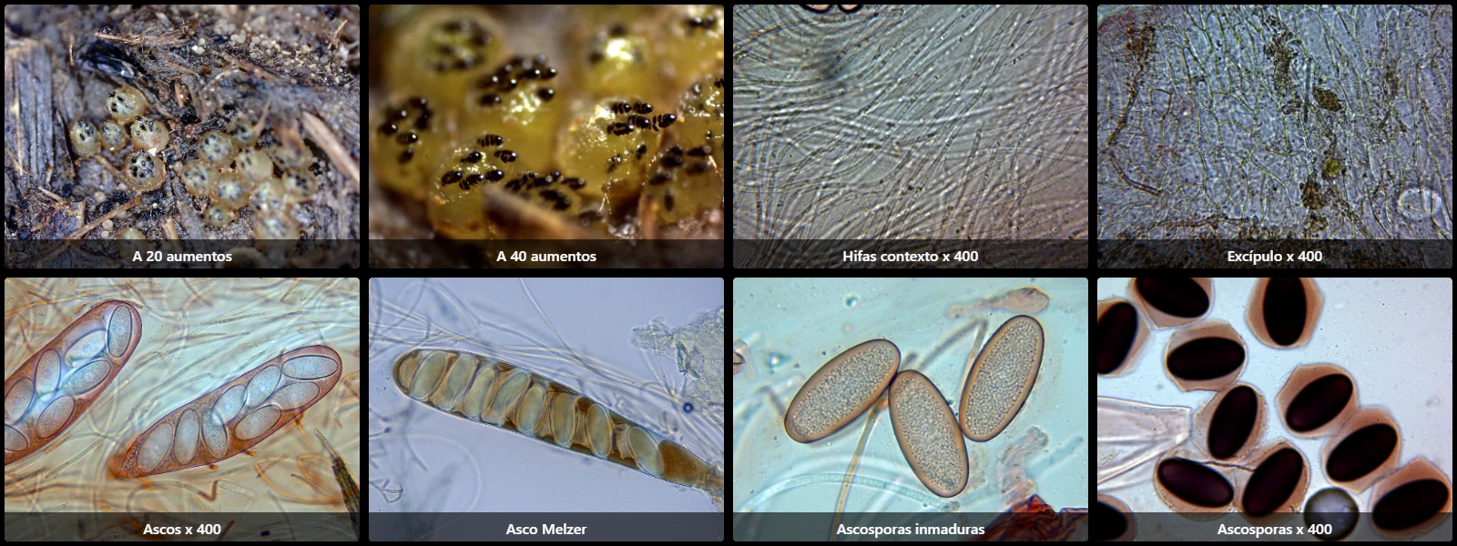 Ascobolus immersus