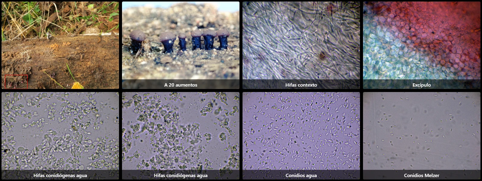 Ascocoryne albida