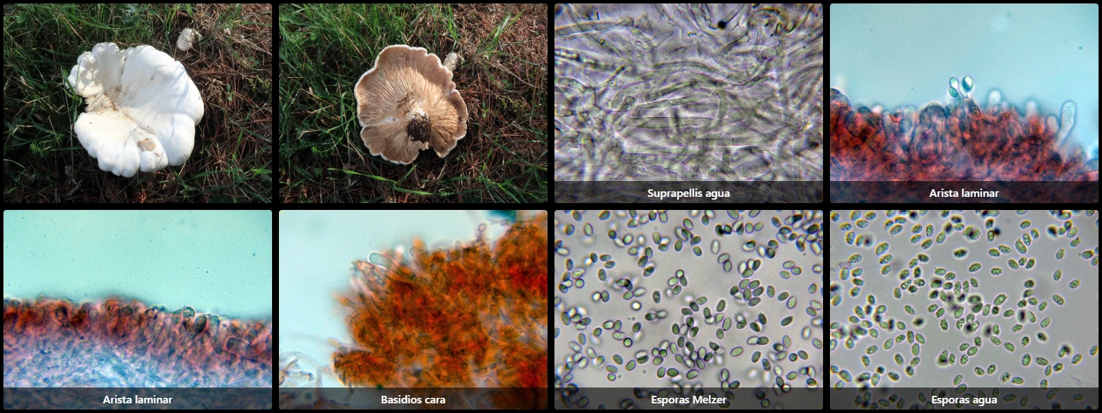 Aspropaxillus candidus