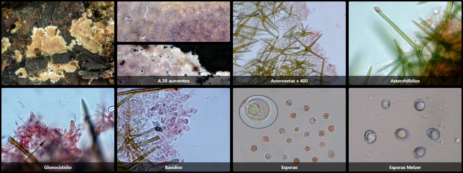 Asterostroma laxum