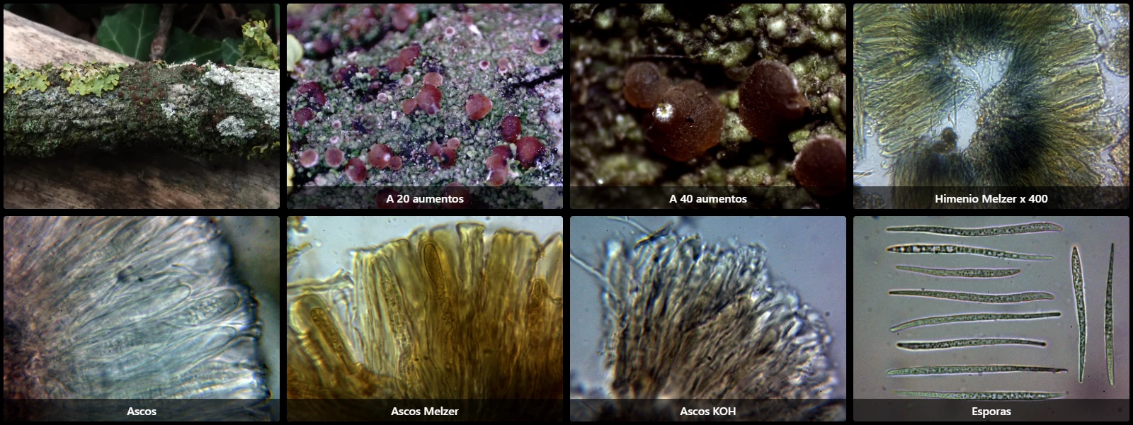 Bacidia rubella