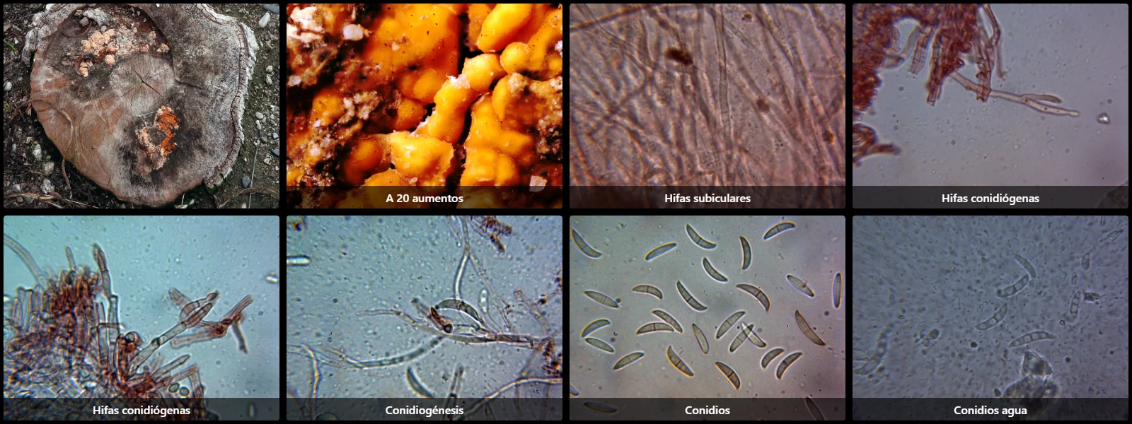 Bisifusarium dimerum