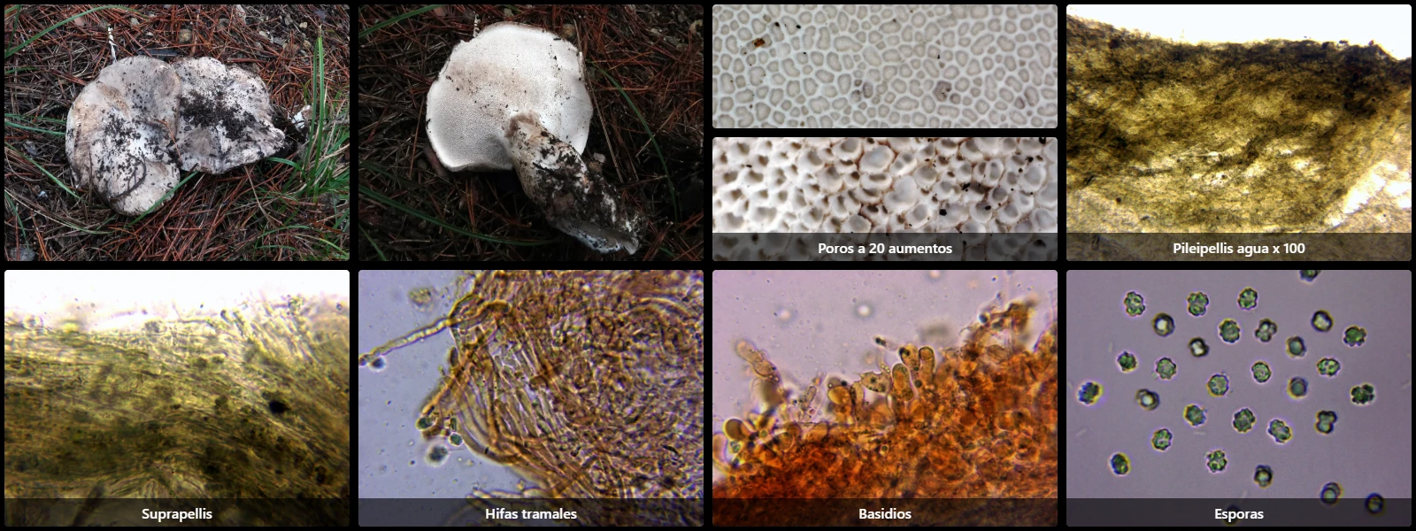 Boletopsis grisea