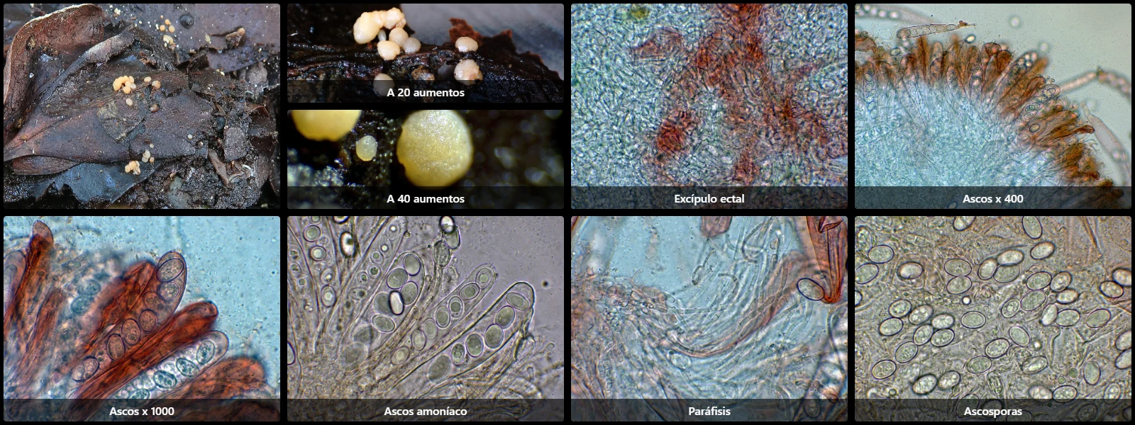 Boubovia ovalispora