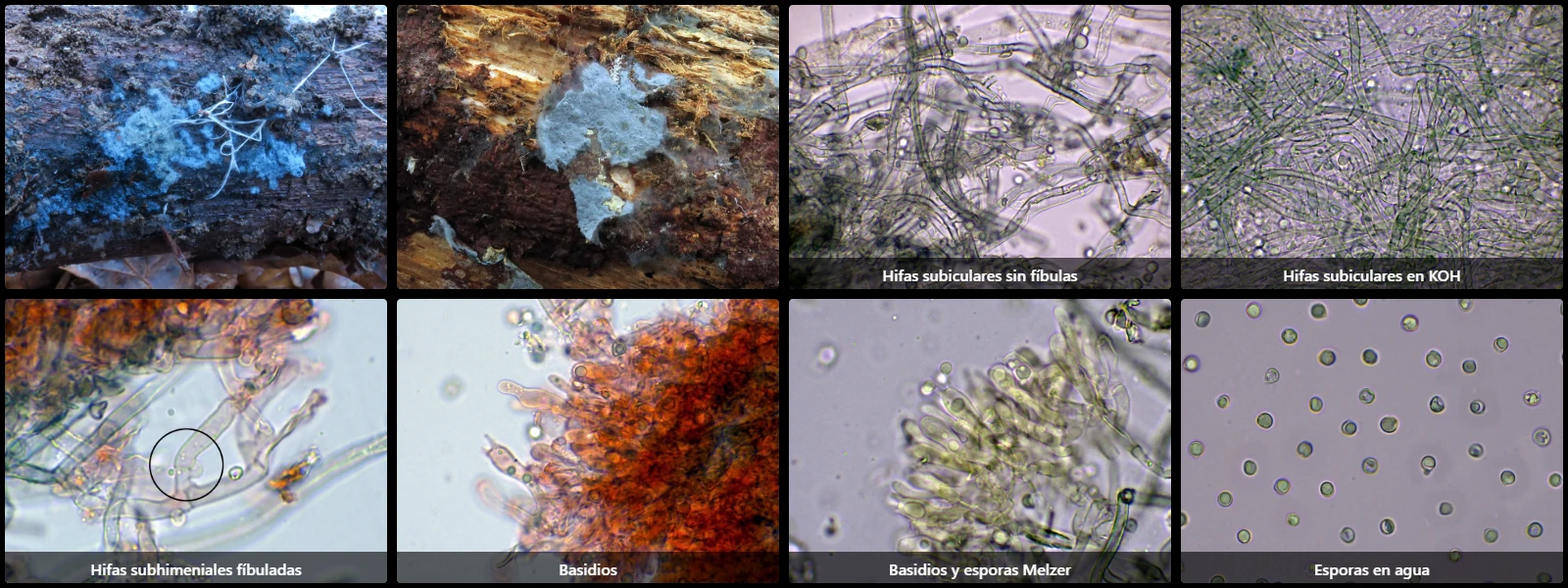 Microscopía de Byssocorticium atrovirens