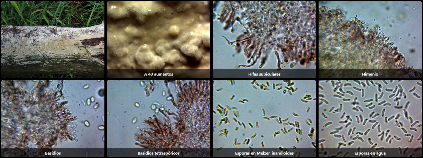 Microscopía de Cabalodontia subcretacea