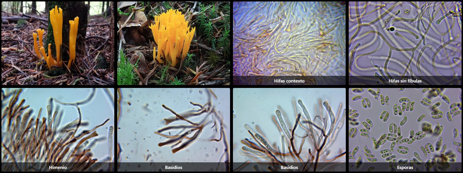 Calocera viscosa