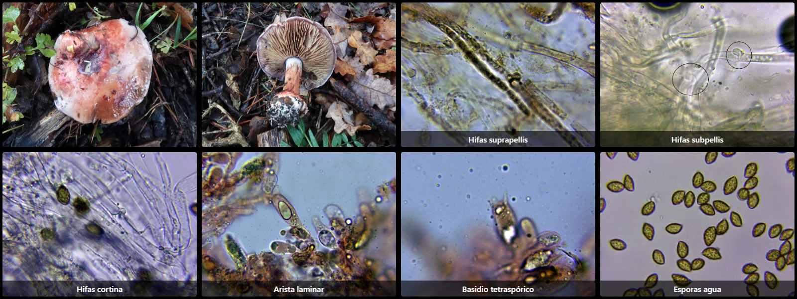 Calonarius rufo-olivaceus