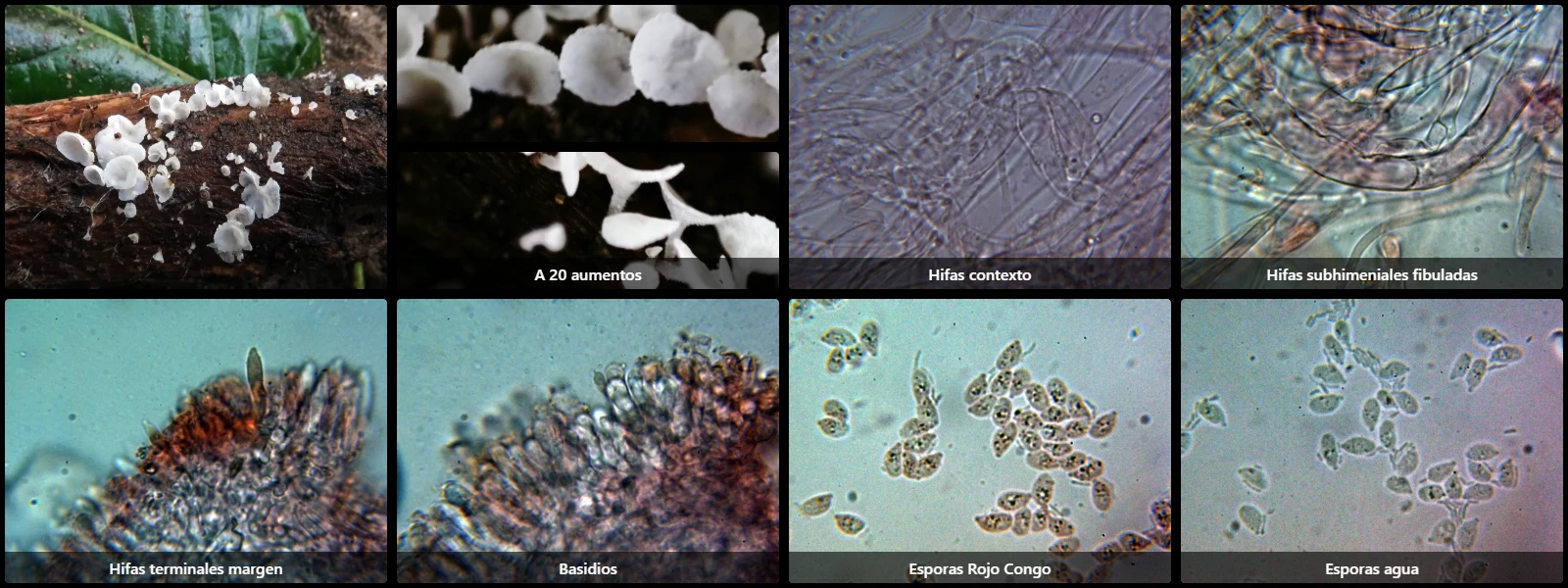 Calyptella capula