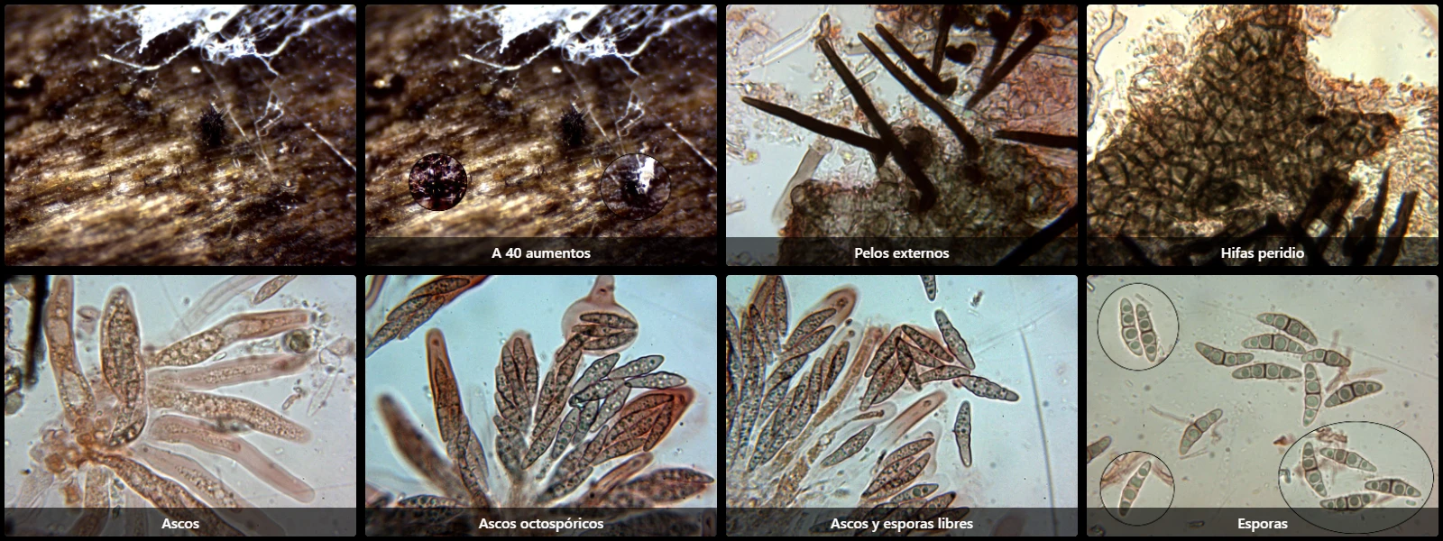 Capronia fusispora
