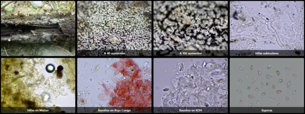Microscopía de Ceratobasidium cornigerum
