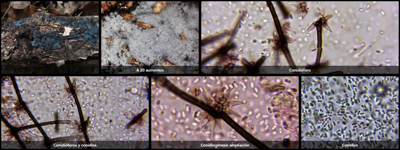 Chloridium chloroconium