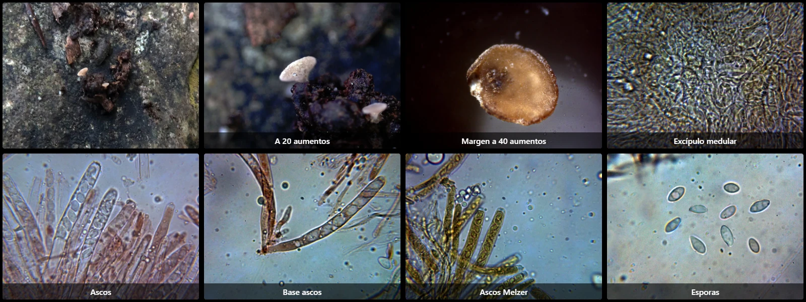 Ciboria americana