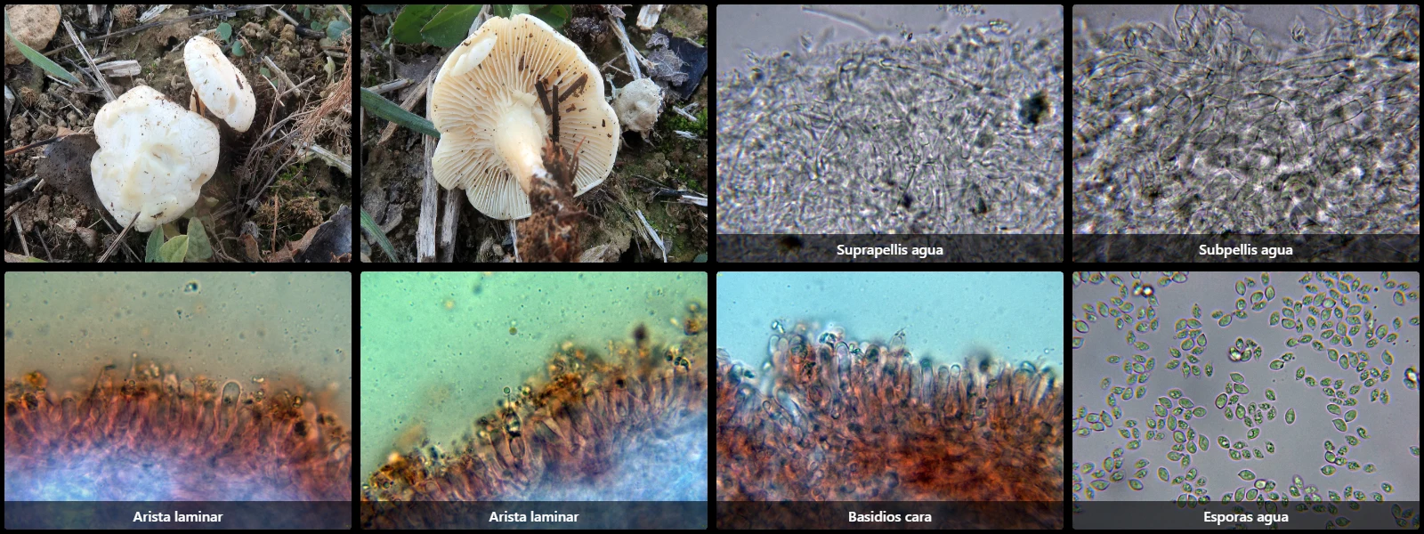 Clitocella fallax