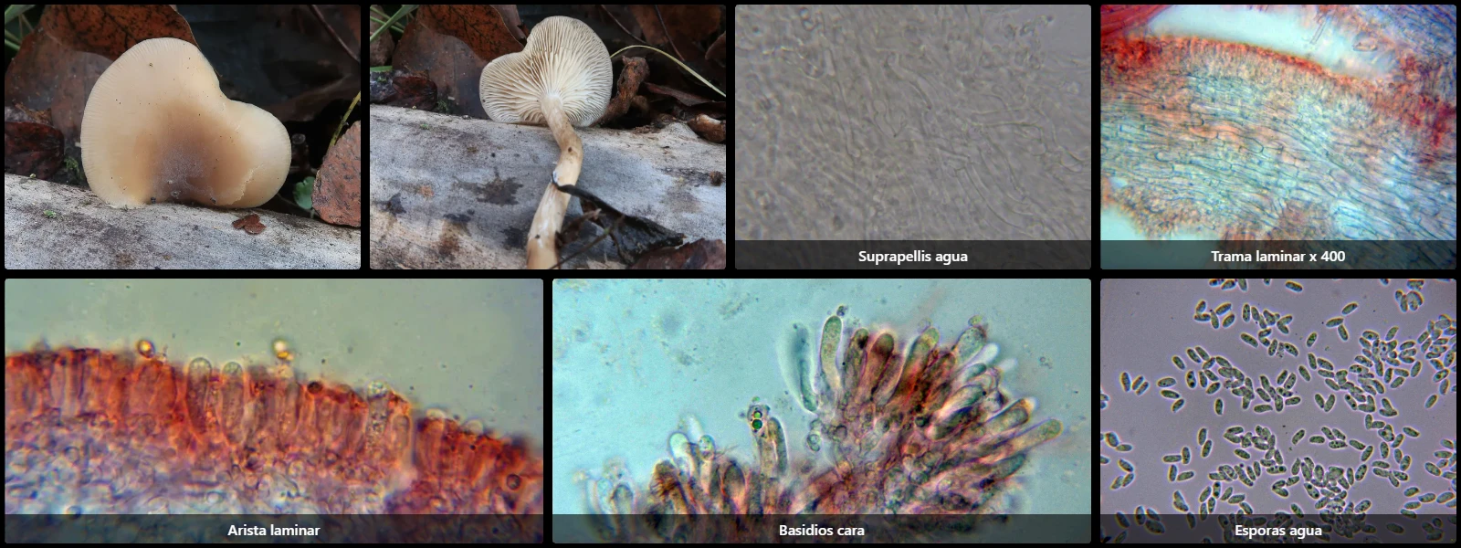 Clitocybe amarescens
