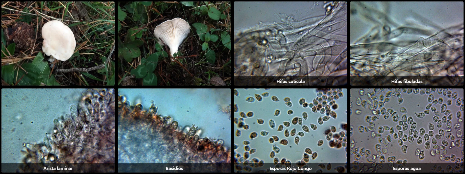 Clitocybe catinus