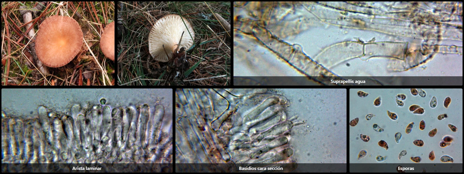 Clitocybe costata