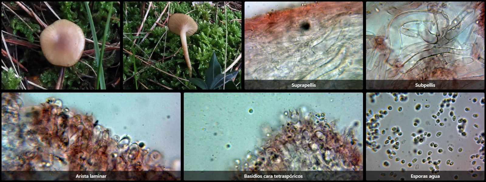 Clitocybe diatreta