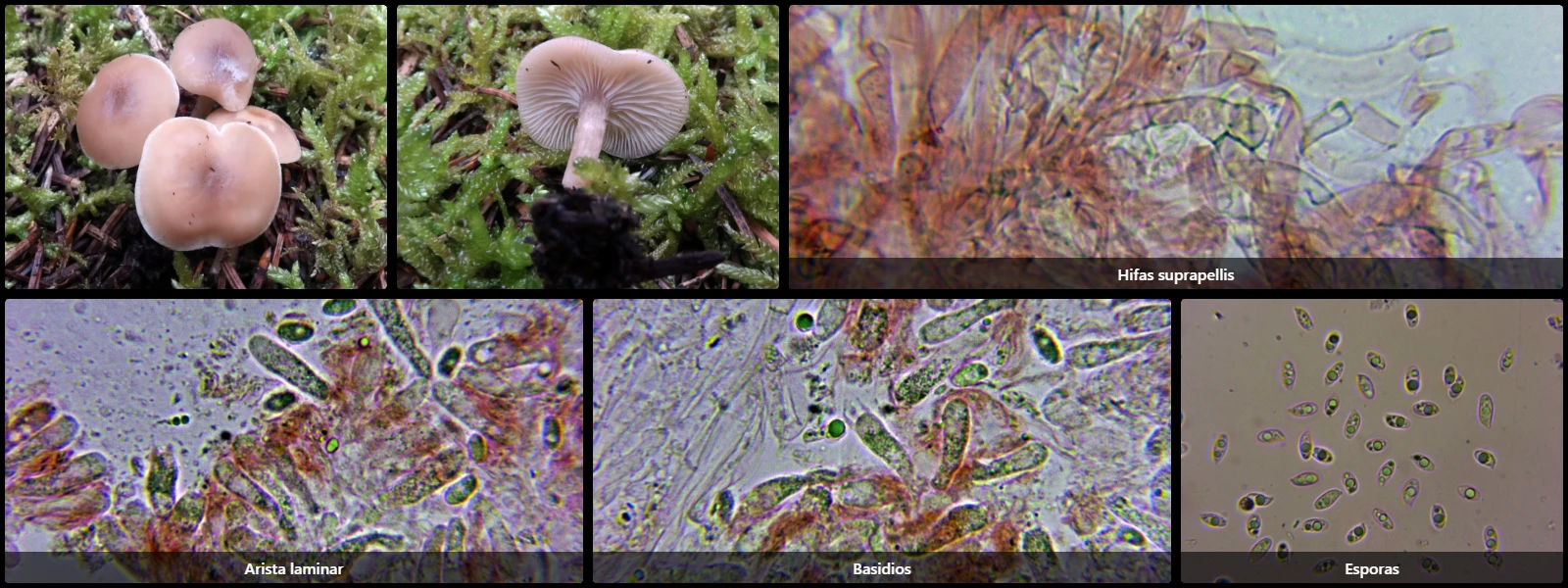 Clitocybe fragrans