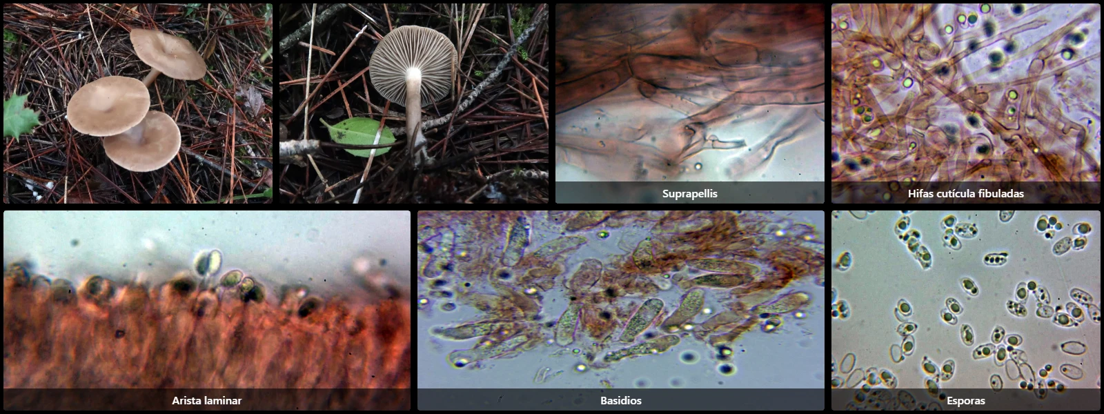 Clitocybe fuligineipes