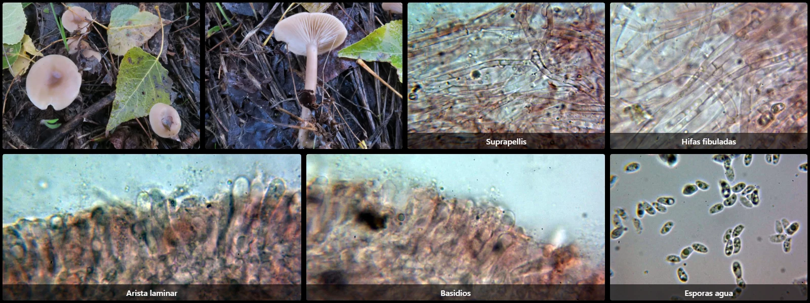 Clitocybe metachroa