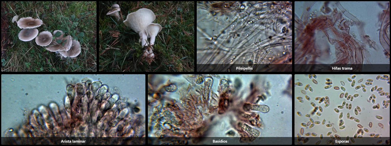 Clitocybe nebularis