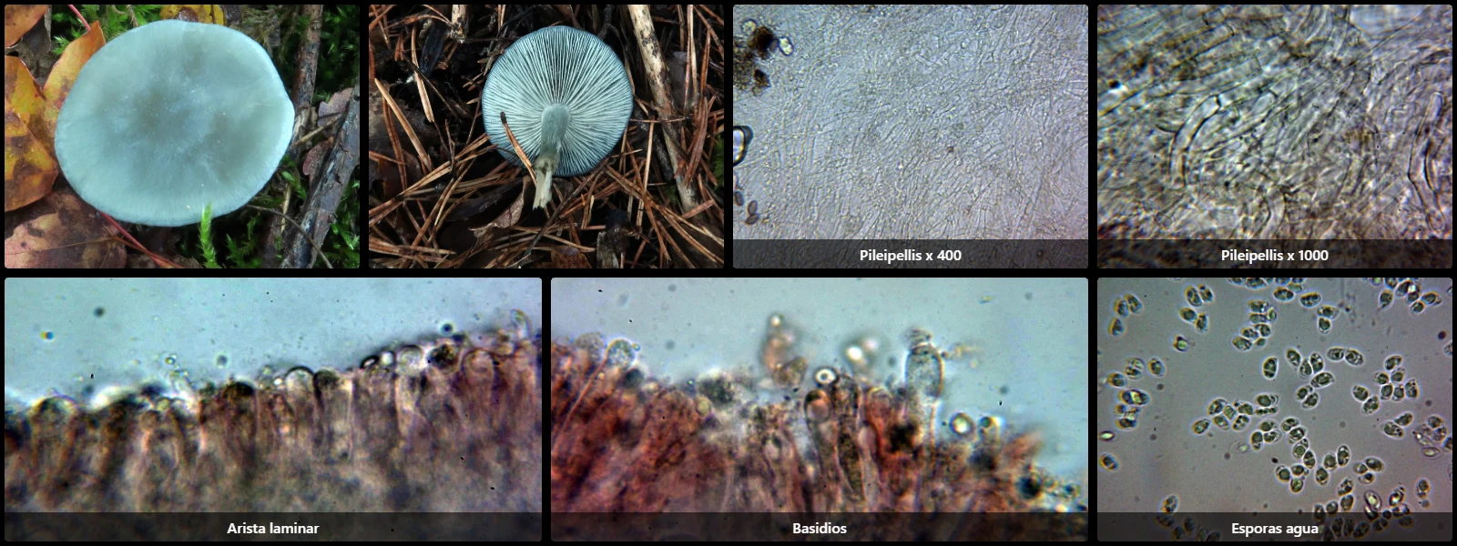 Clitocybe odora