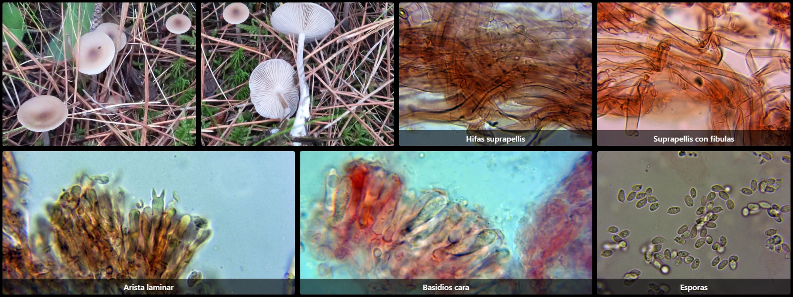 Clitocybe vibecina