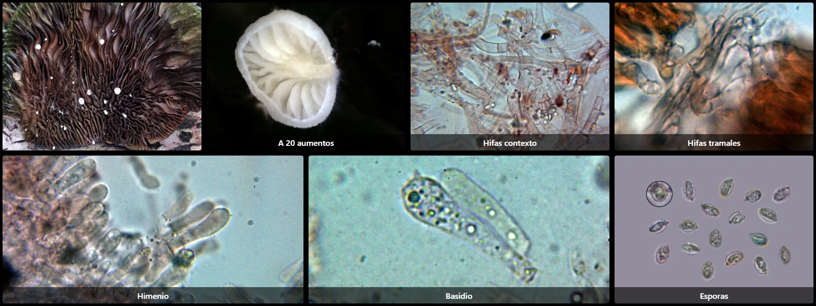 Clitopilus daamsii