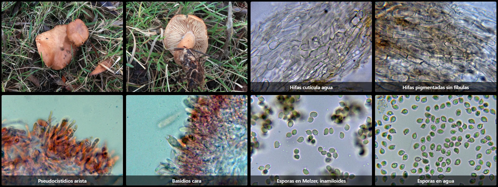 Microscopía de Clitopilus geminus