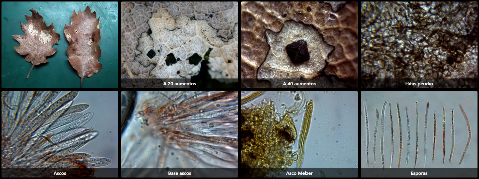 Coccomyces dentatus