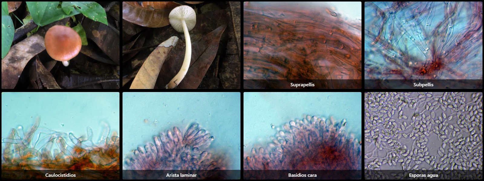 Collybiopsis gibbosa