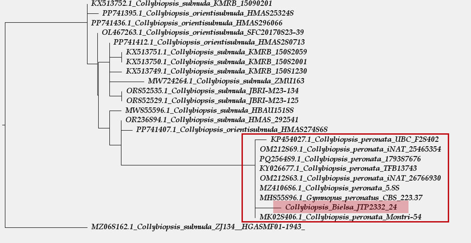 Arbol filogenetico.JPG