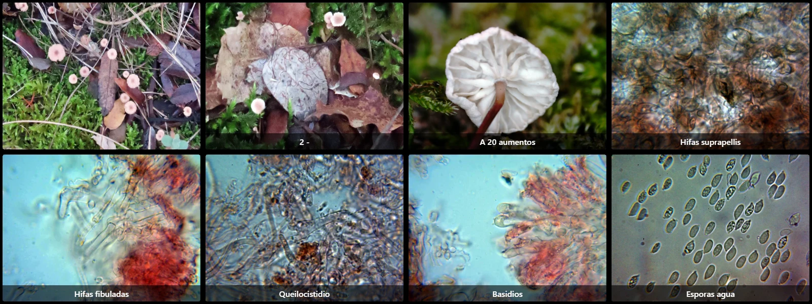 Collybiopsis quercophila